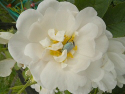 rosa bianca